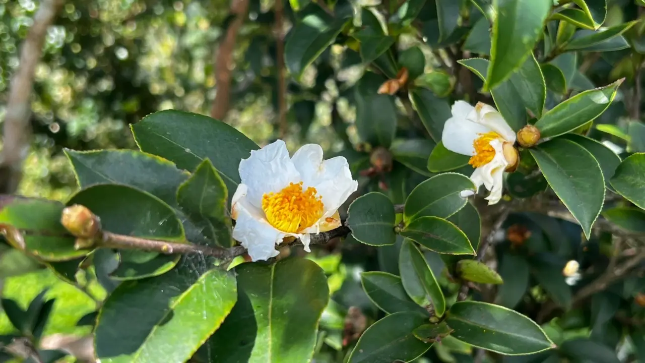 camelliacenter_09