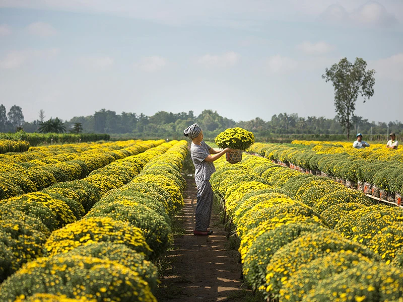 agriculture