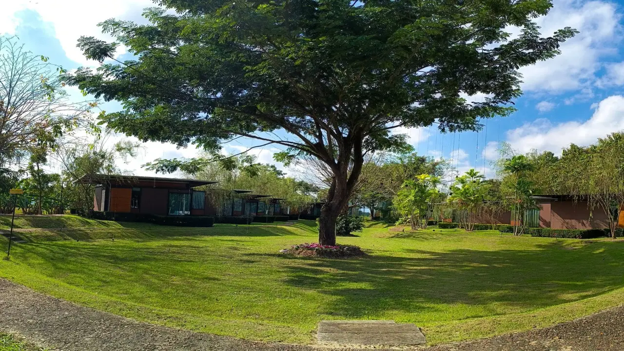 akkara_resort_and_villa_big_tree