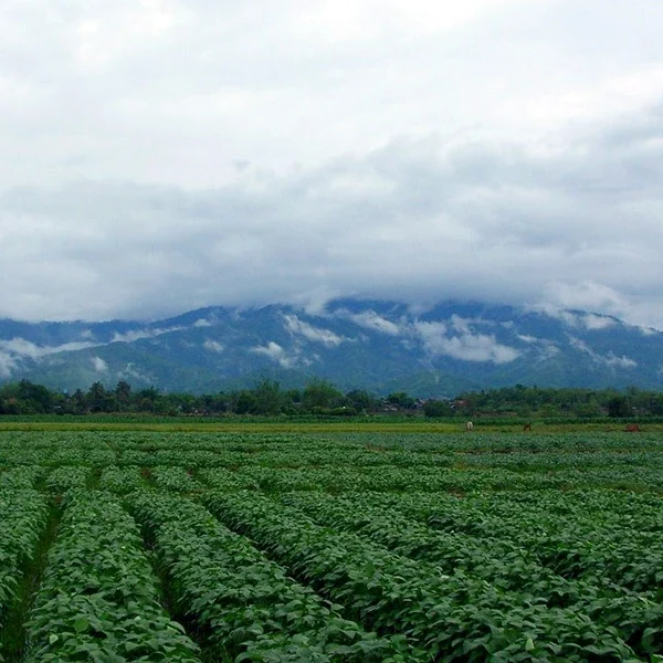 mae-lao-district