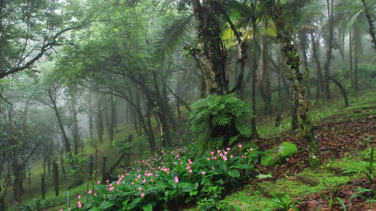 maefaluang_arboretum_09