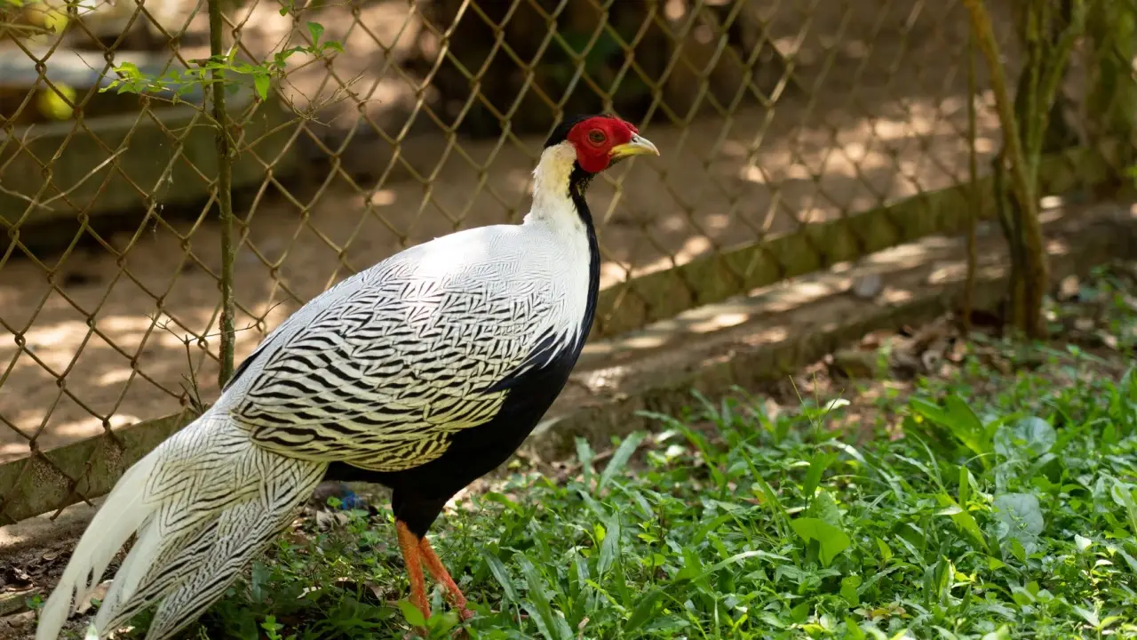 maelao_wildlife_breeding_center_02