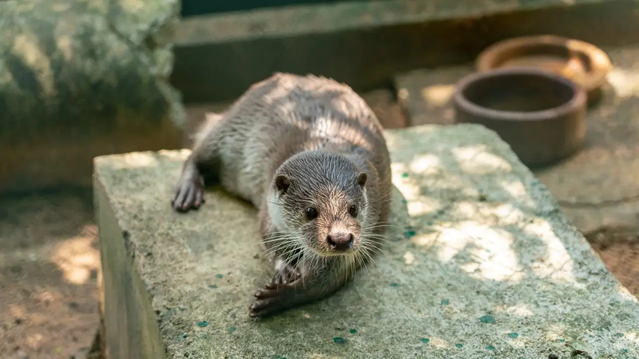 maelao_wildlife_breeding_center_04