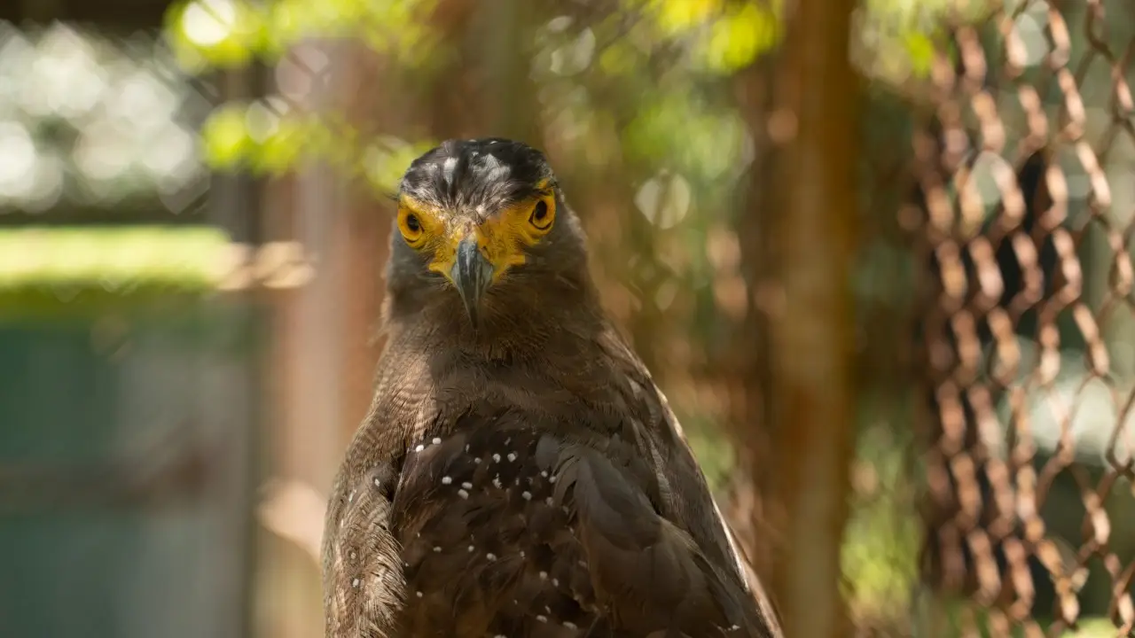 maelao_wildlife_breeding_center_10