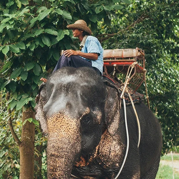 riding-an-elephant