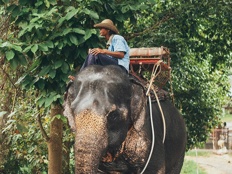 riding an elephant