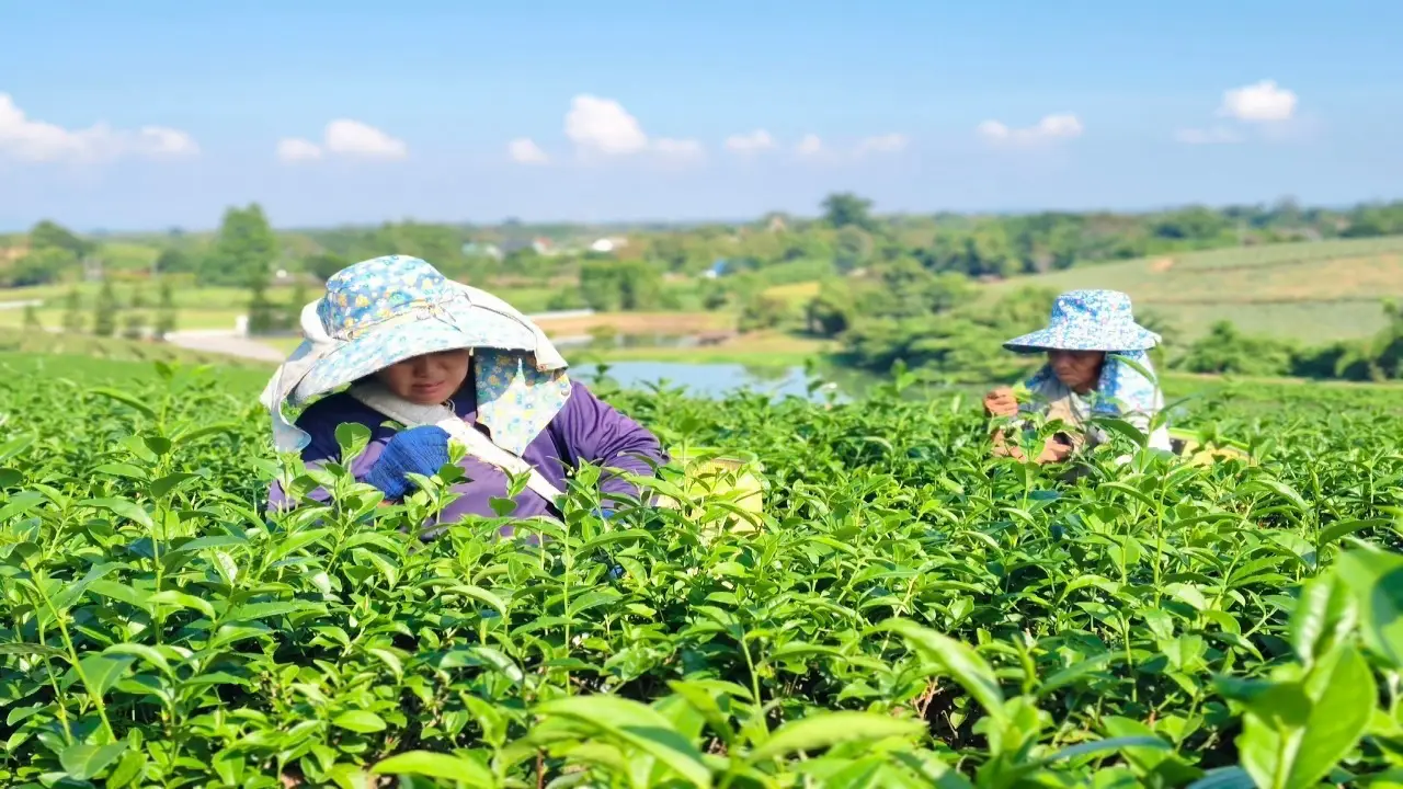 scorpions_tours_tea_farm